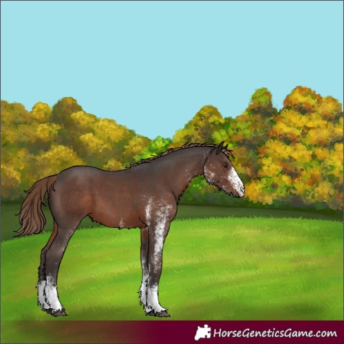 Horse Color:White Spotted Liver Chestnut 