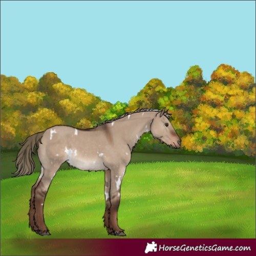 Horse Color:White Spotted Liver Red Dun 