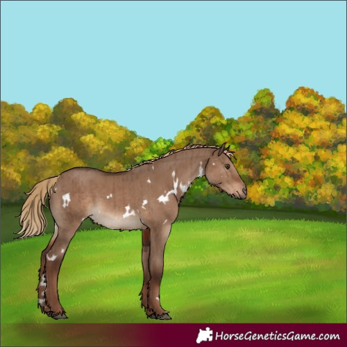 Horse Color:White Spotted Liver Red Dun Brindle 