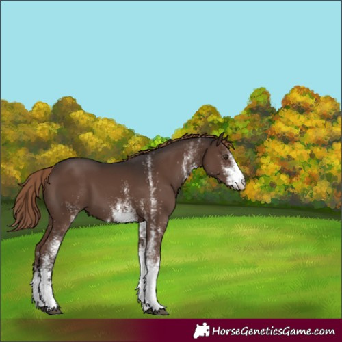 Horse Color:White Spotted Liver Chestnut 