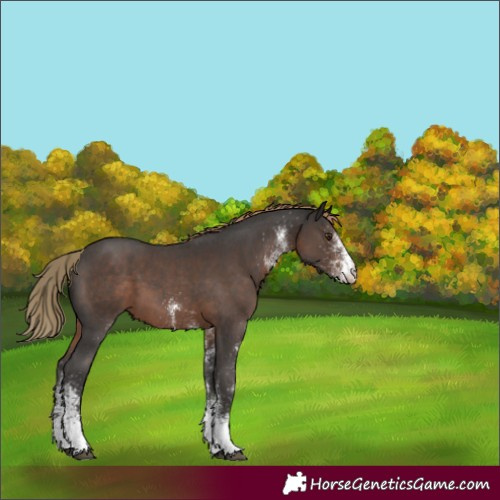 Horse Color:White Spotted Liver Chestnut 