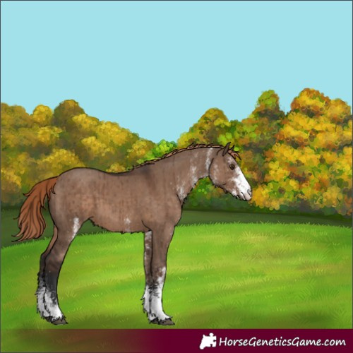 Horse Color:White Spotted Liver Red Dun Brindle 