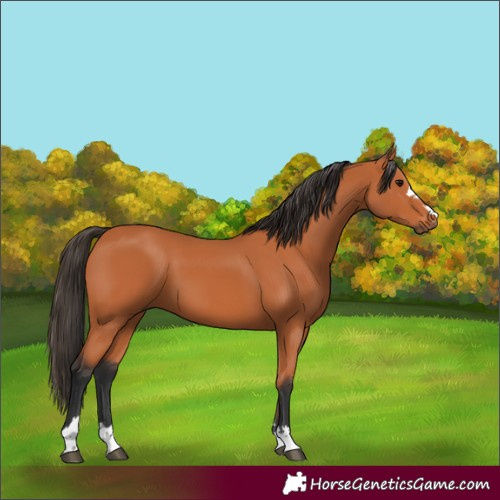 Horse Color:Bay 