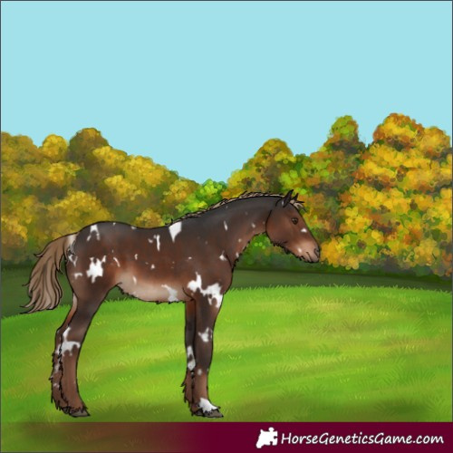 Horse Color:White Spotted Liver Chestnut 