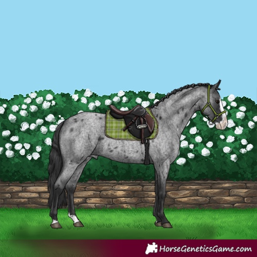Horse Color:Blue Roan Splash 