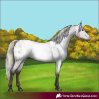Horse Color:Gray Silver Blue Roan Appaloosa 