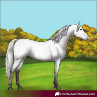 Horse Color:Gray Silver Blue Roan Near Leopard 