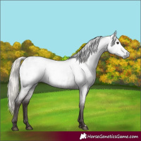 Horse Color:Gray Silver Blue Roan Appaloosa 