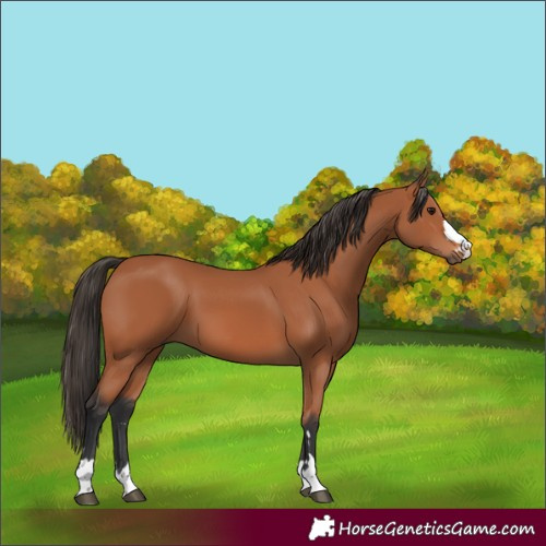 Horse Color:Bay 