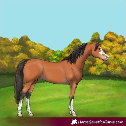 Horse Color:Bay 