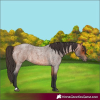Horse Color:Bay Roan