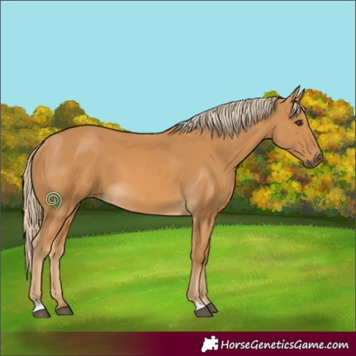 Horse Color:Palomino 