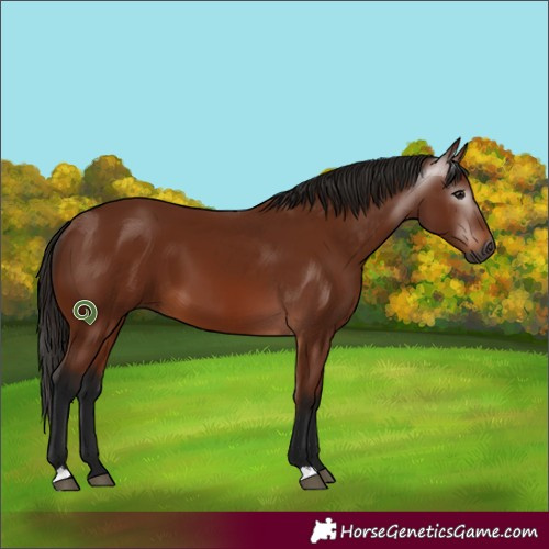 Horse Color:Gray Bay