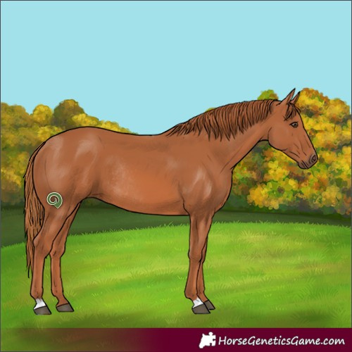 Horse Color:Chestnut Rabicano 