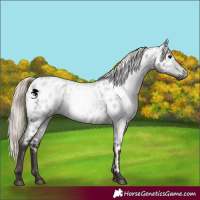 Horse Color:Gray Silver Blue Roan Appaloosa 