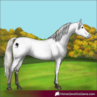 Horse Color:Gray Silver Blue Roan Near Leopard 
