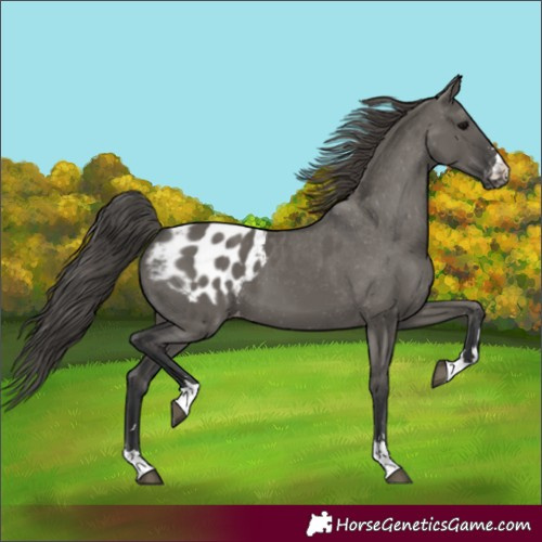 Horse Color:Grullo Appaloosa 