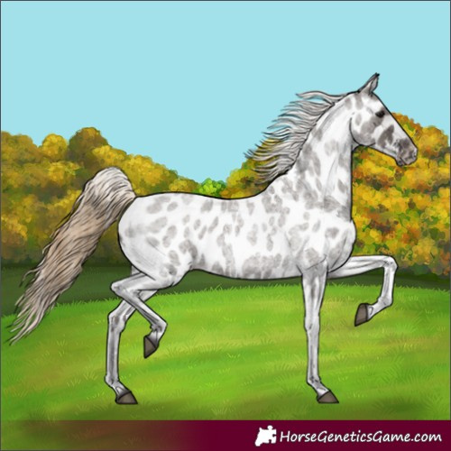 Horse Color:Smoky Grullo Roan Appaloosa 
