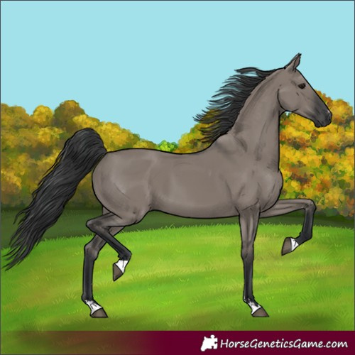 Horse Color:Grullo 