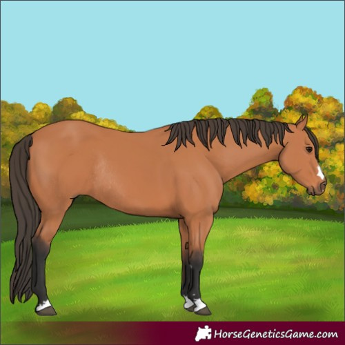 Horse Color:Bay Rabicano 