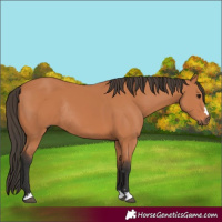 Horse Color:Bay Rabicano 