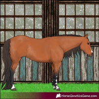 Horse Color:Bay Rabicano 