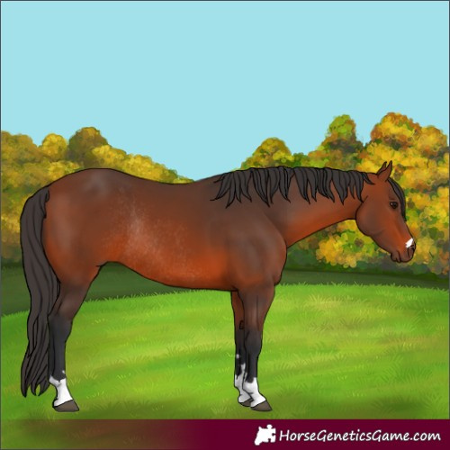Horse Color:Bay Rabicano 