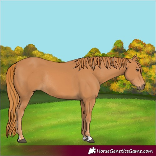 Horse Color:Chestnut Rabicano 