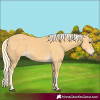 Horse Color:Palomino Rabicano