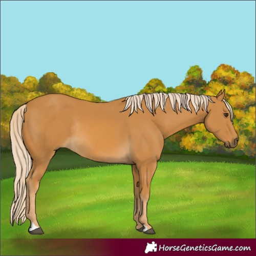 Horse Color:Palomino Rabicano 