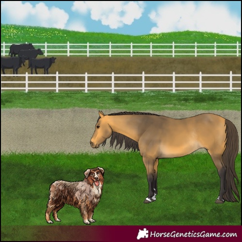 Horse Color:Buckskin Rabicano 