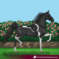 Horse Color:Liver Chestnut Tobiano 