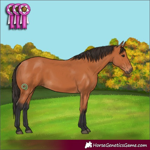 Horse Color:Bay 