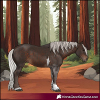 Horse Color:Silver Brown Tobiano 