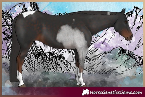 Horse Color:Liver Chestnut Tobiano 