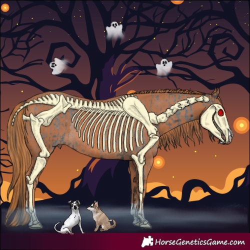 Horse Color:Blue Roan Rabicano  and Chestnut Rabicano 