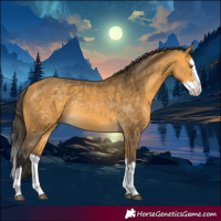 Horse Color:Buckskin Splash Rabicano