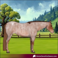 Horse Color:Red Roan Appaloosa Rabicano 