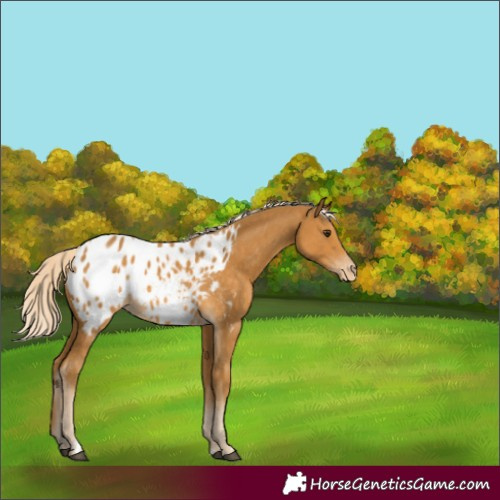 Horse Color:Palomino Blanket Rabicano 