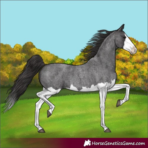 Horse Color:Smoky Blue Roan Splash 