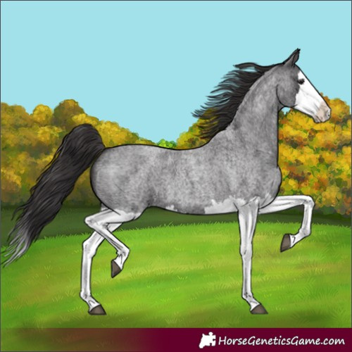 Horse Color:Smoky Blue Roan Splash 