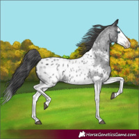 Horse Color:Blue Roan Splash Appaloosa 