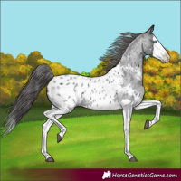 Horse Color:Blue Roan Splash Appaloosa 
