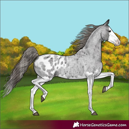 Horse Color:Smoky Blue Roan Splash Appaloosa 