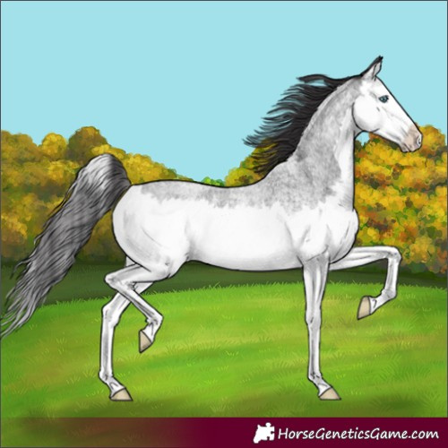 Horse Color:Smoky Blue Roan Splash 
