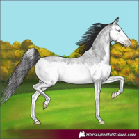 Horse Color:Smoky Blue Roan Splash 