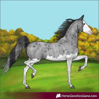 Horse Color:Blue Roan Splash 