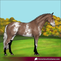 Horse Color:White Spotted Silver Black 