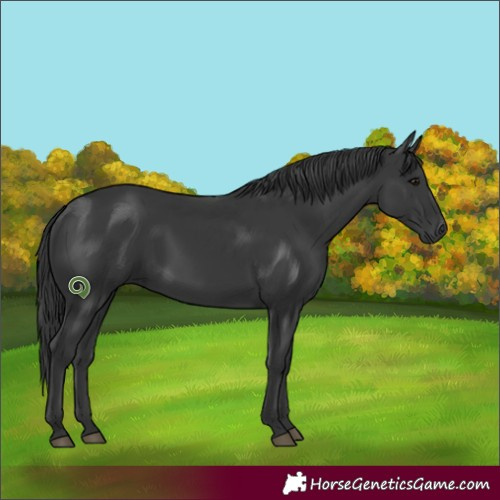 Horse Color:Black 