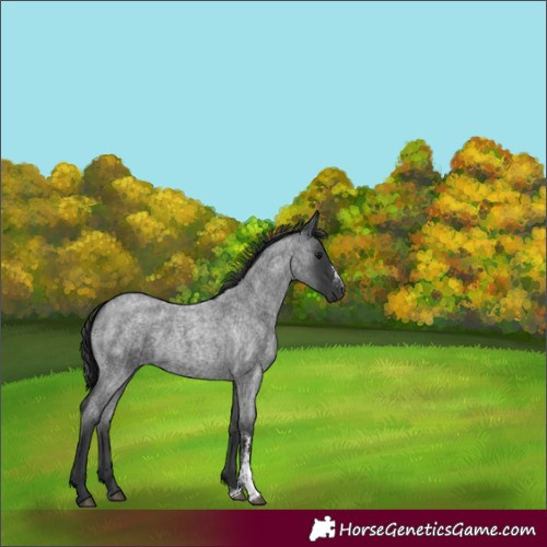 Horse Color:Blue Roan Sabino 